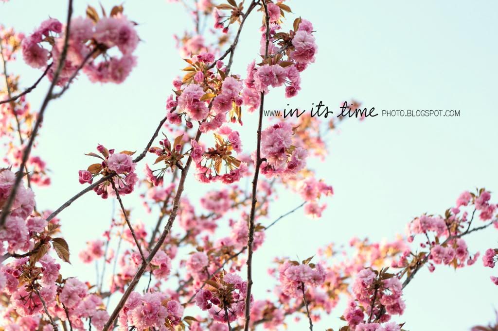  photo blossoms.jpg