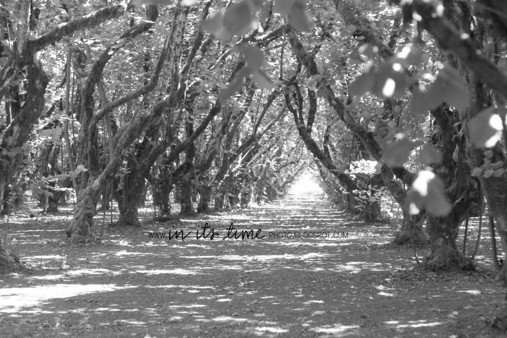  photo orchard.jpg