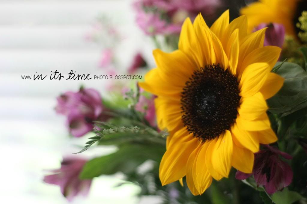  photo sunflower.jpg