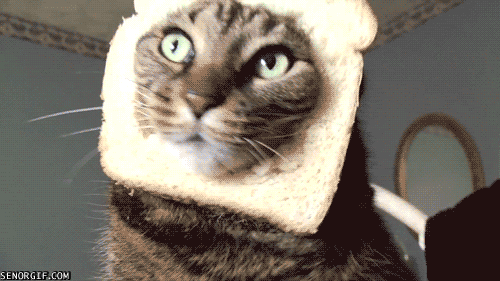 when-bread-cat-learns-about-your-gluten-intolerance.gif