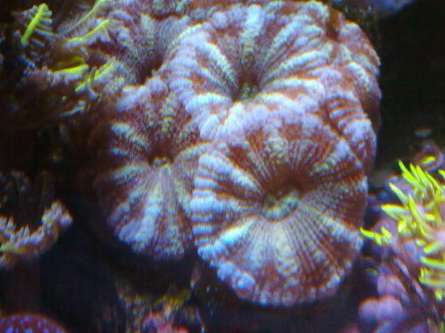 acan_zps8f281fd7.jpg