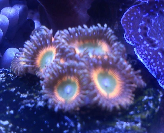 zoas_zpsb7793221.jpg